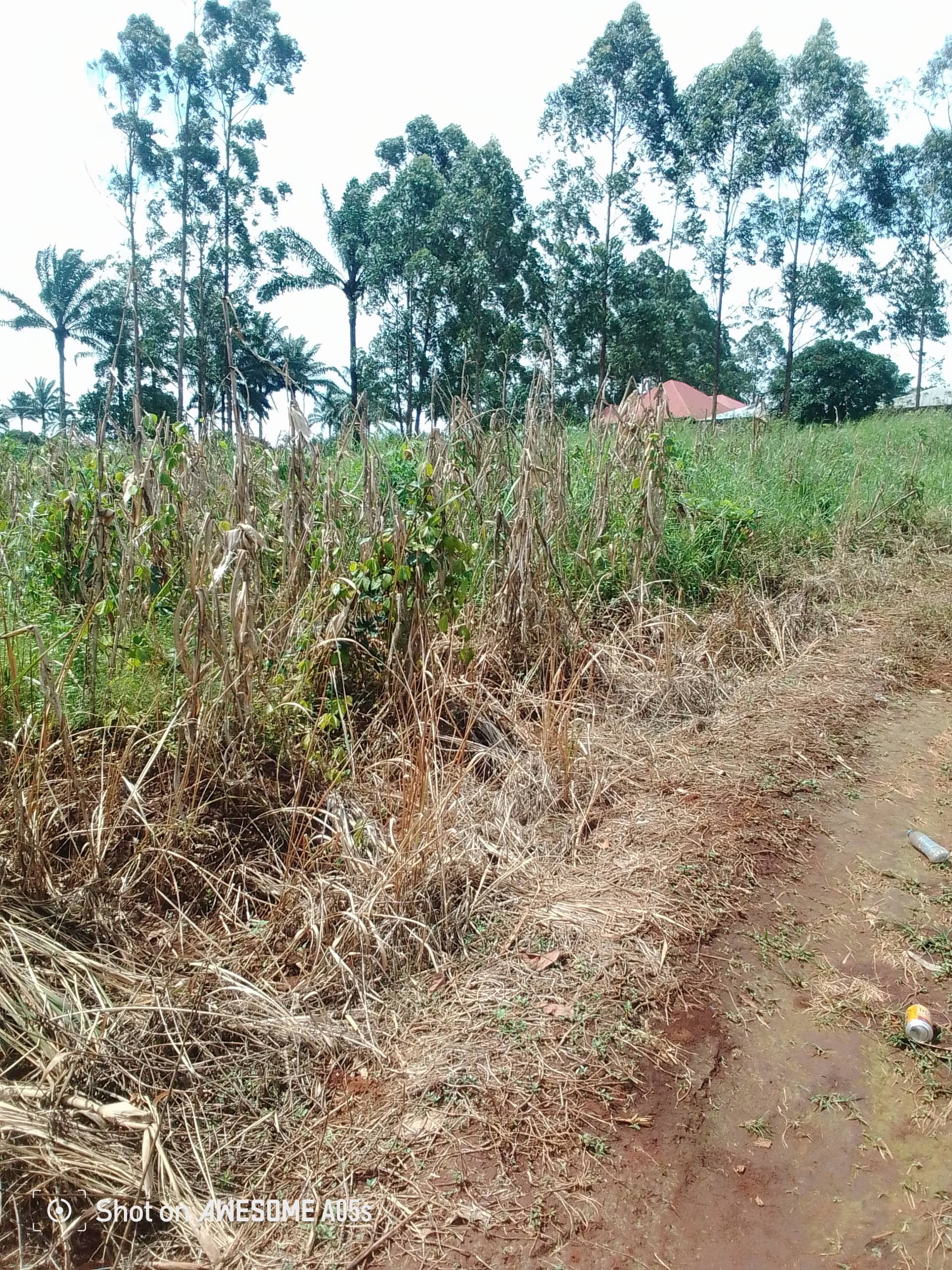 Cheap land for sale at mulang  — photo 6