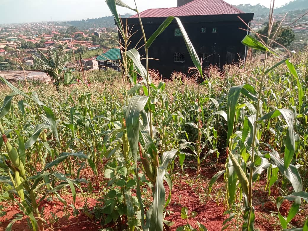 Plot Area, 600meters square