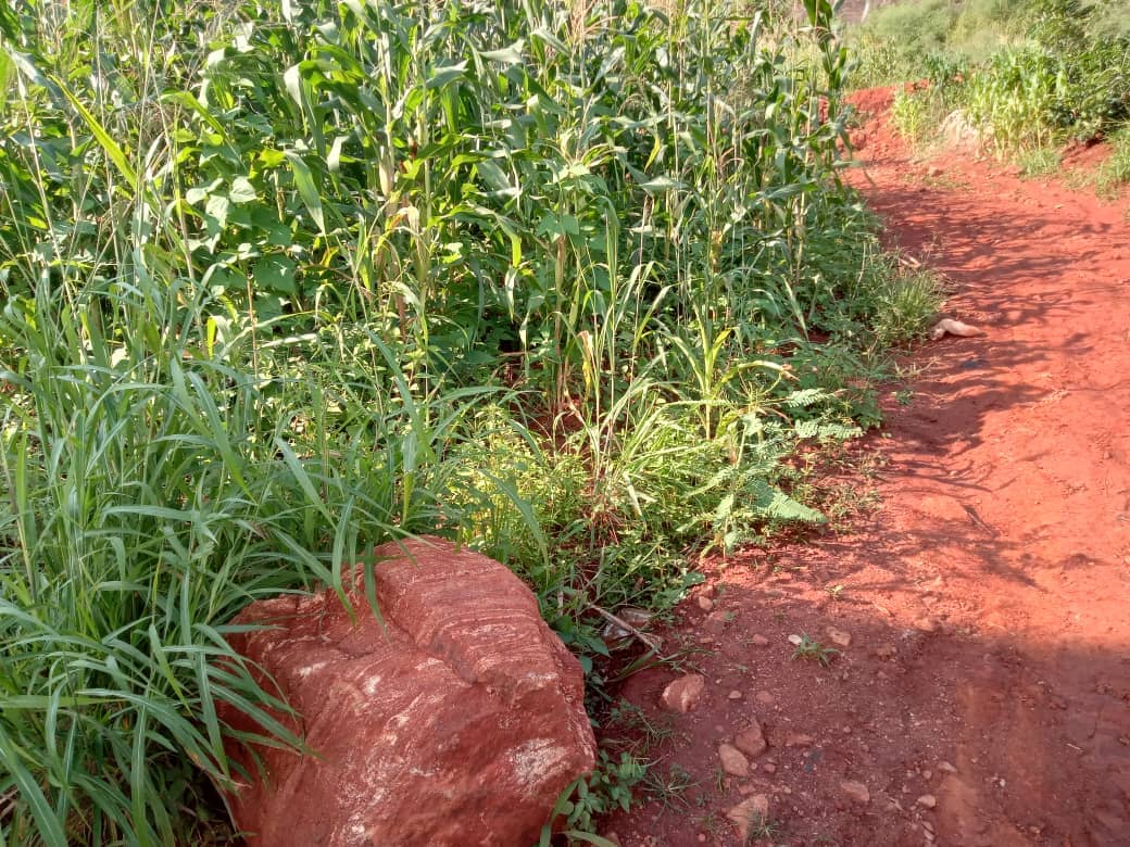 Plot Area, 600meters square — photo 2