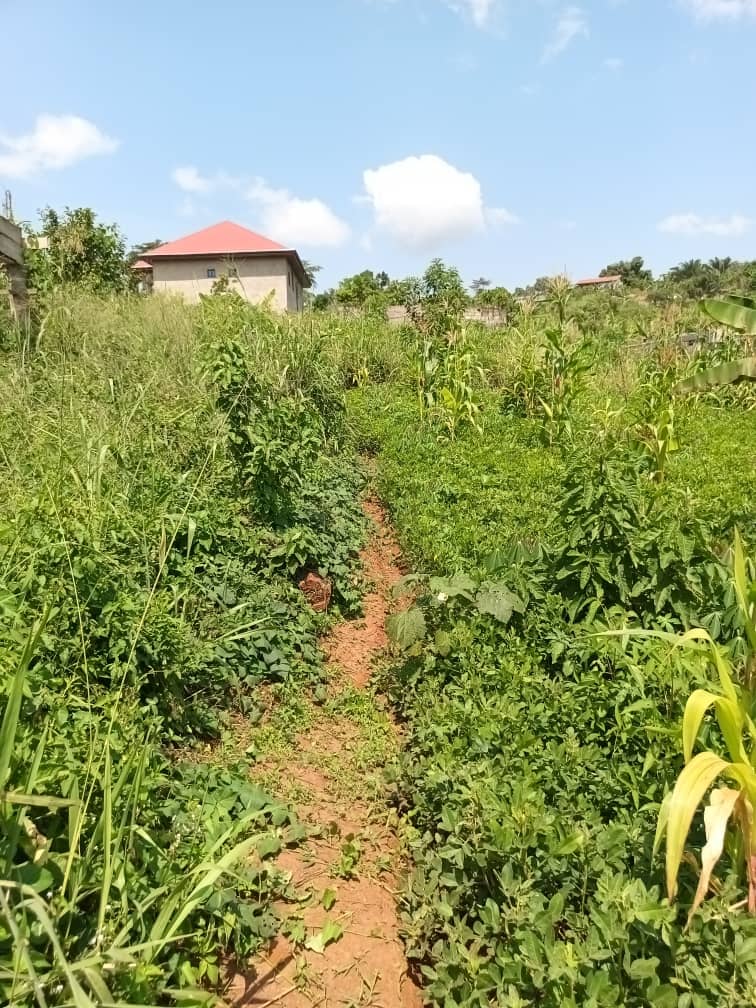 500m2 plot area avaliable  — photo 3