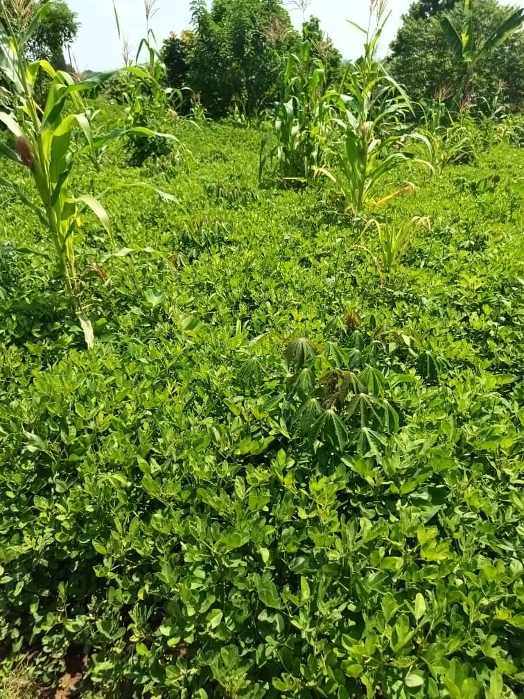 500m2 plot area avaliable  — photo 4