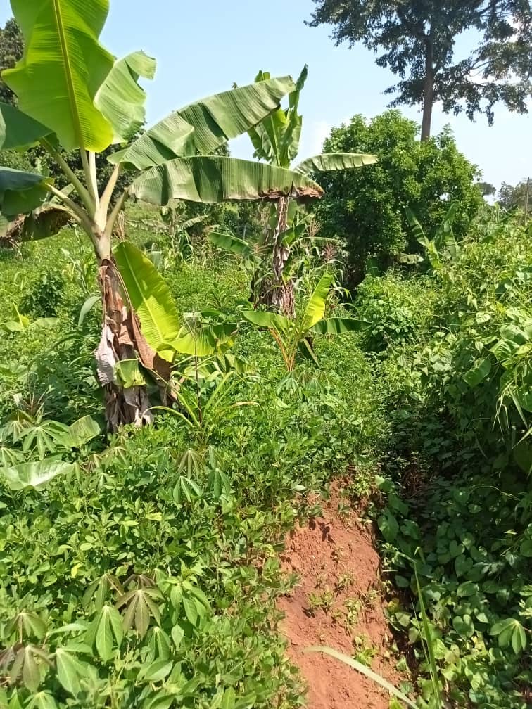 500m2 plot area avaliable  — photo 5