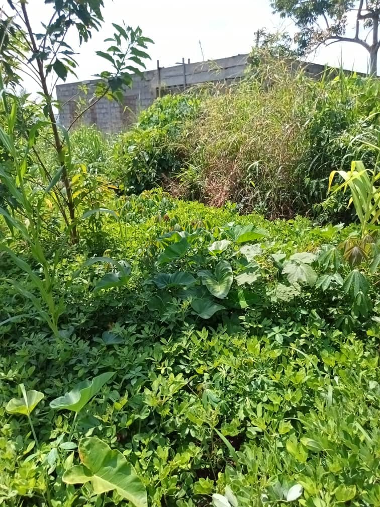 500m2 plot area avaliable  — photo 6
