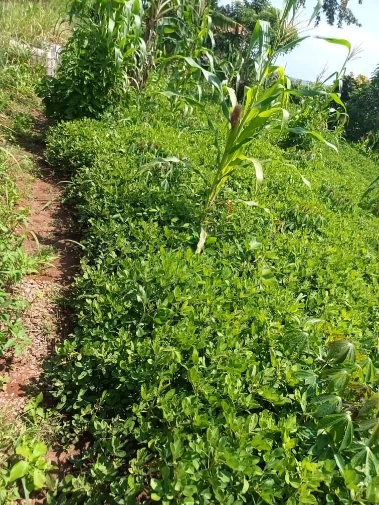 500m2 plot area avaliable  — photo 7