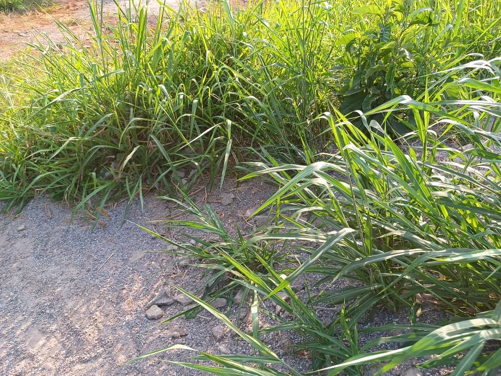 Land For sale — photo 7