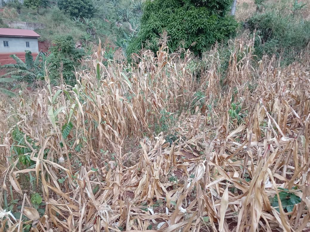 Plot area, 300m2 — photo 3