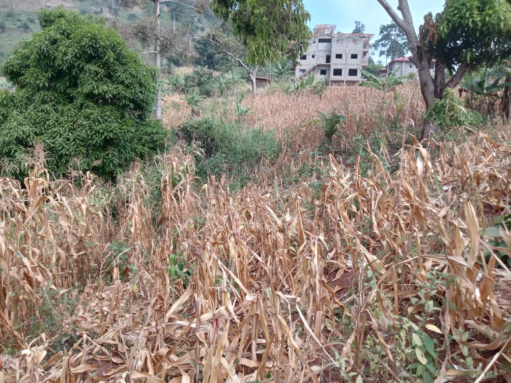 Plot area, 300m2 — photo 4