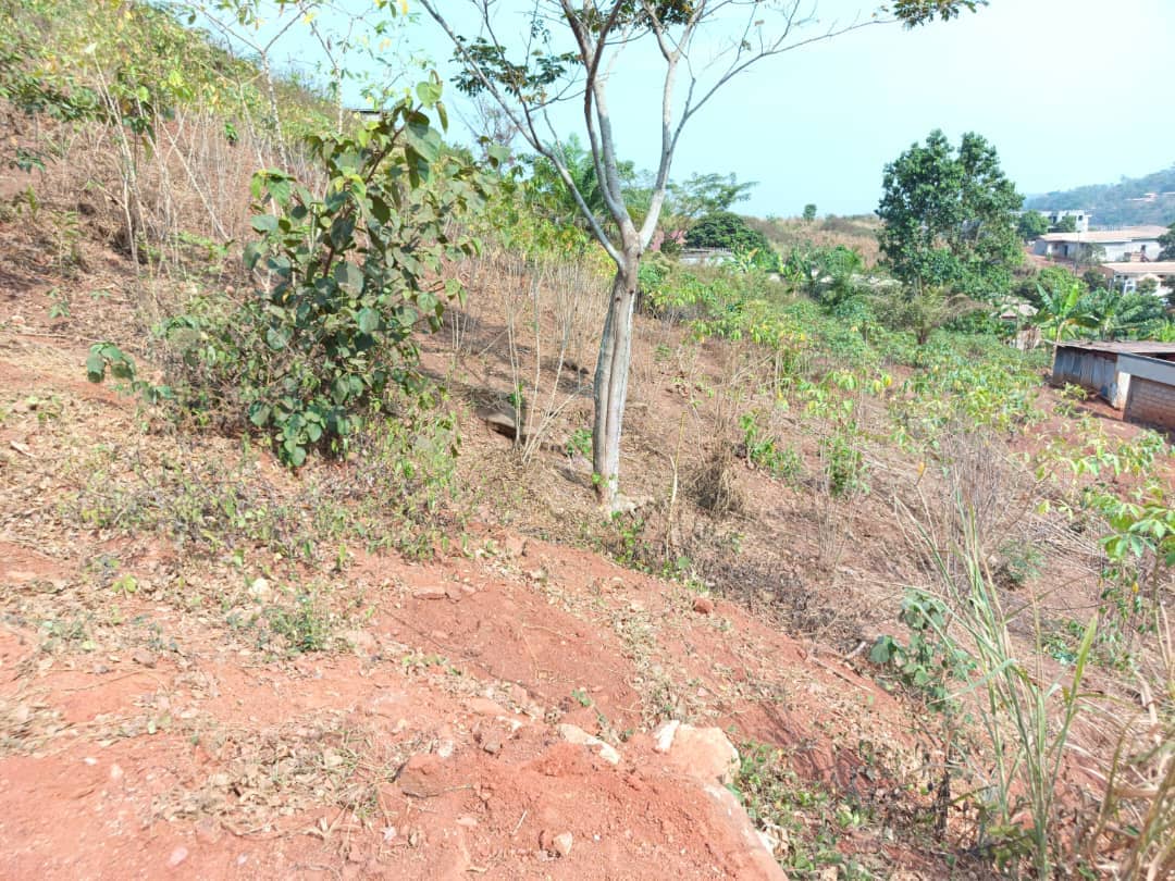 Plot Area, 500m2  — photo 5