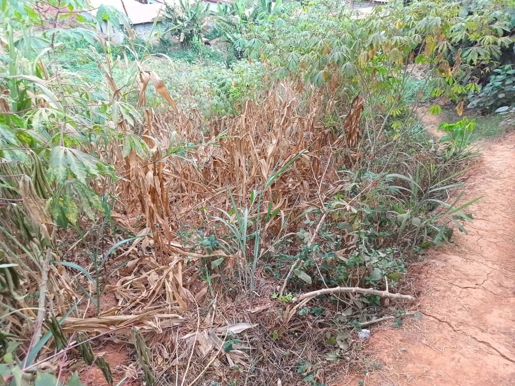Plot area, 250m2 avaliable  — photo 6