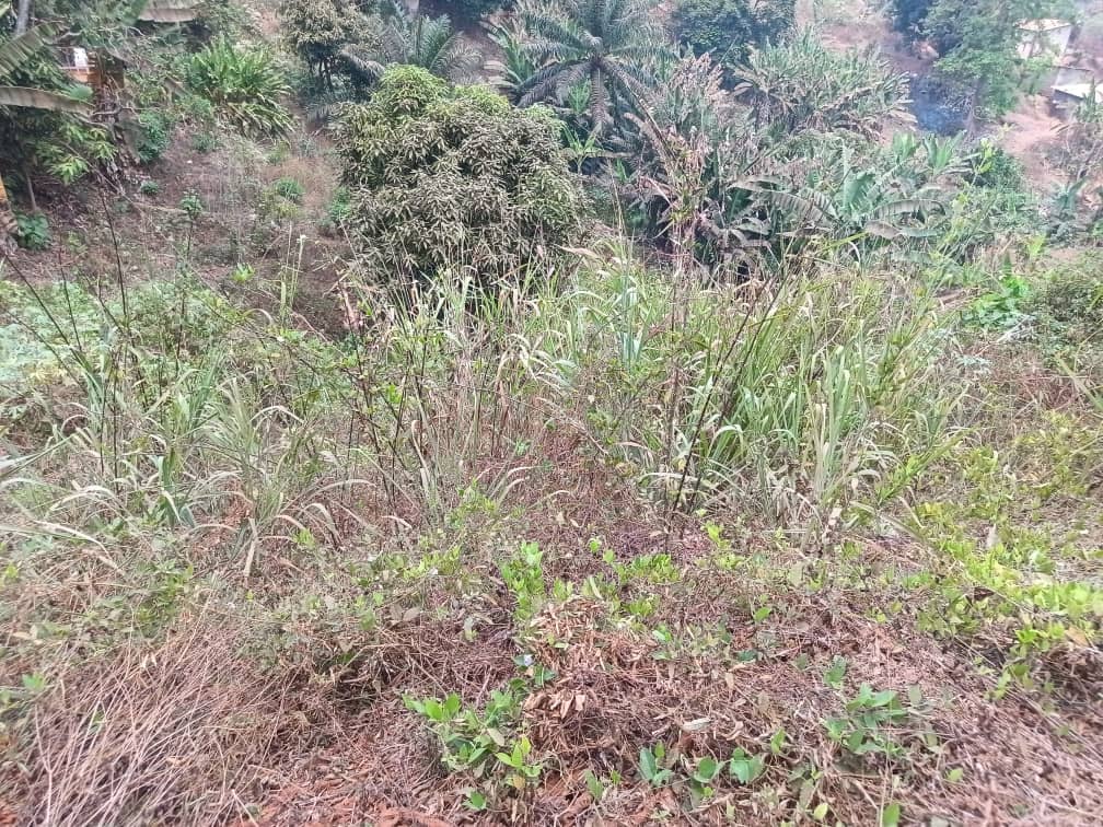 Plot area 500m2  — photo 7