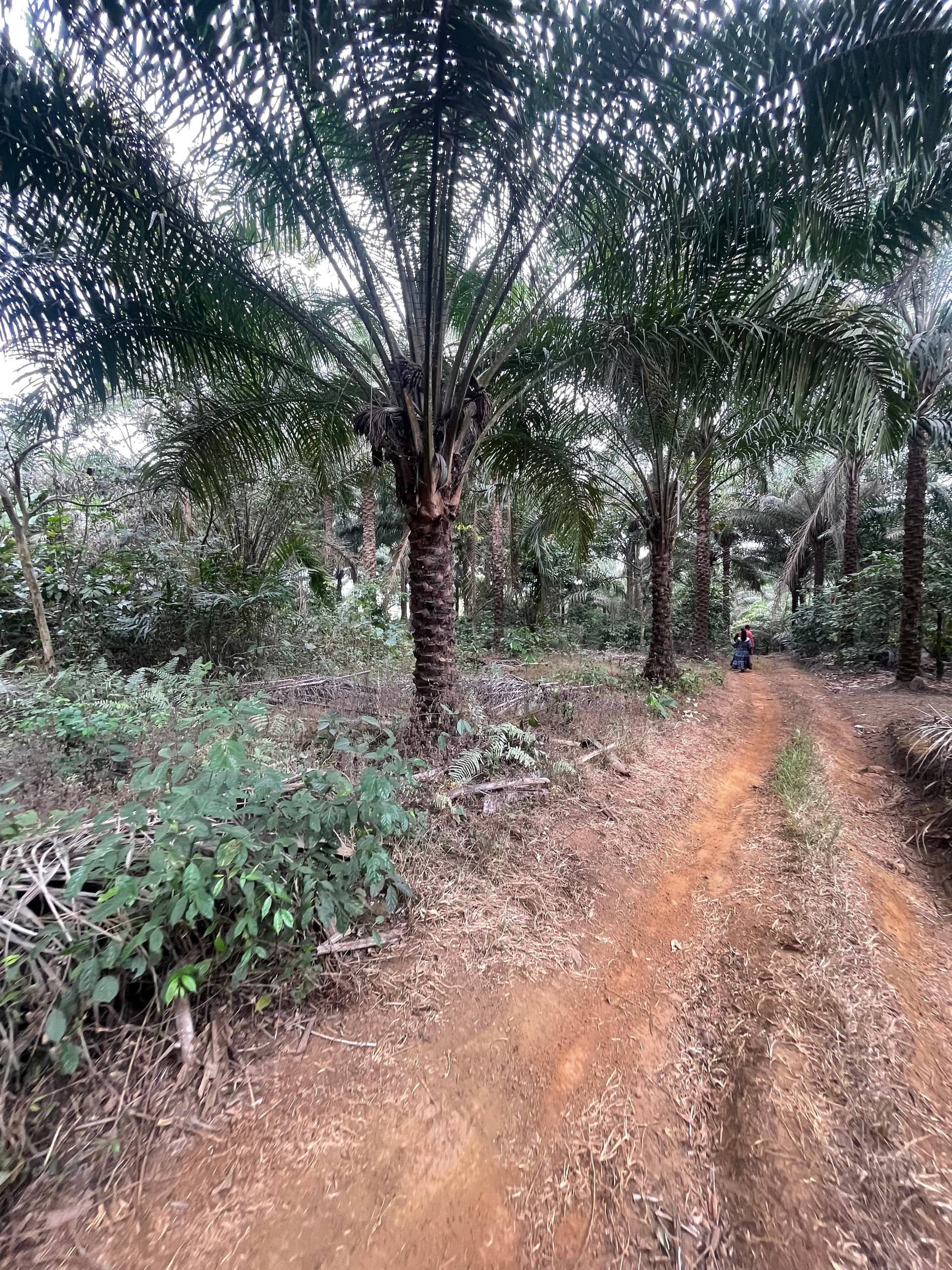 Cheap land for sale at mile 16 Buea  — photo 5