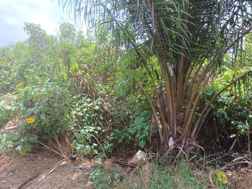 200m2 plot Area standing 