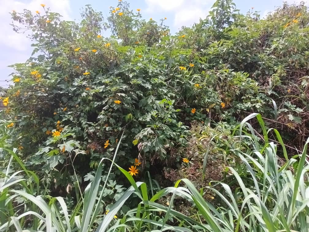 200m2 plot Area standing  — photo 6