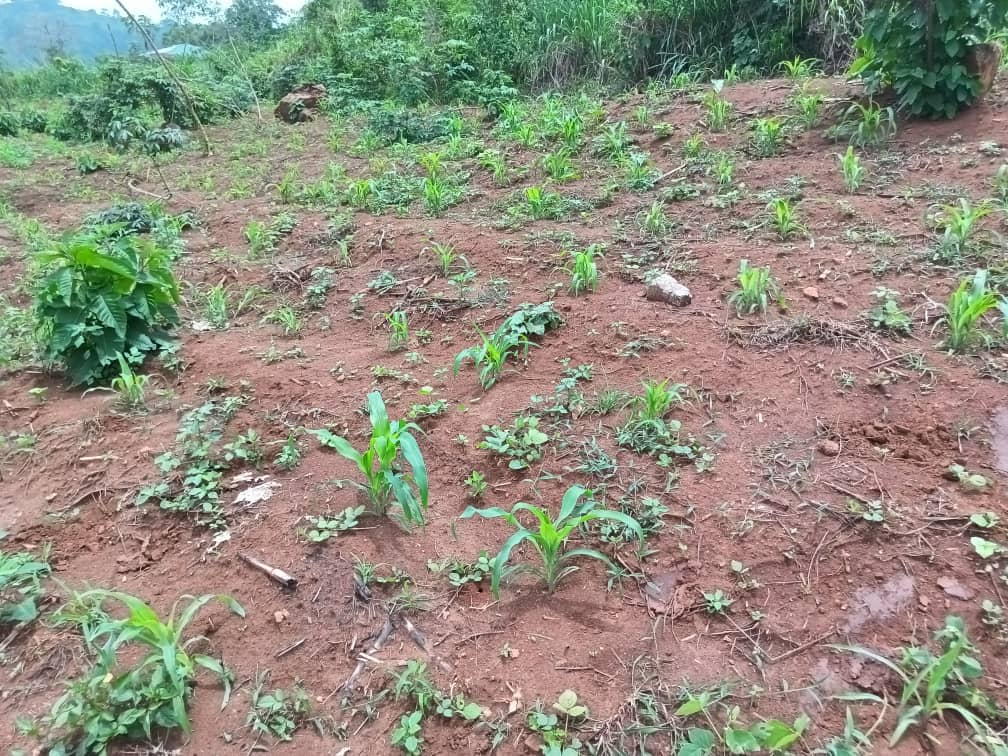 Land property for sell 