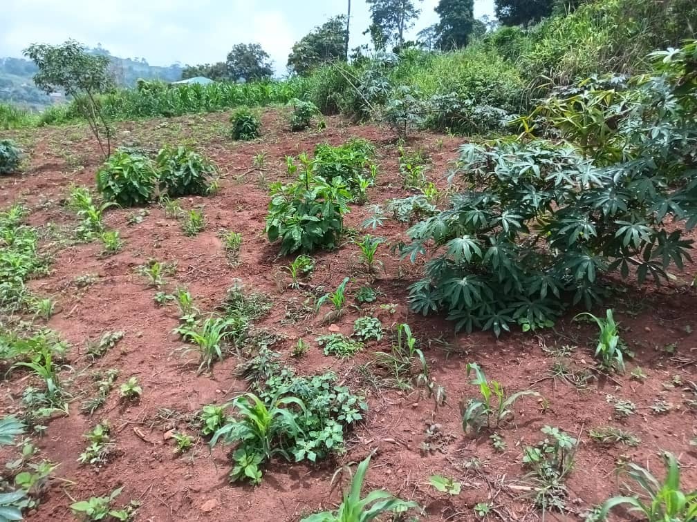 Land property for sell  — photo 2