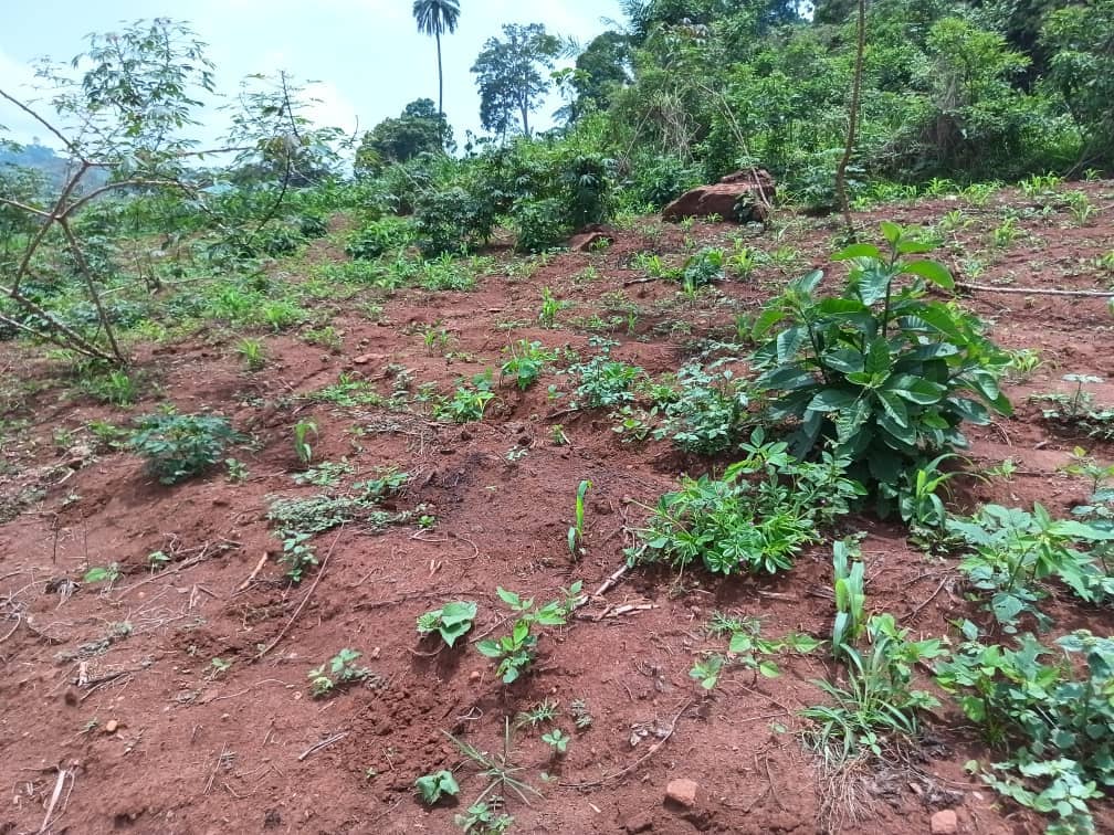 Land property for sell  — photo 3