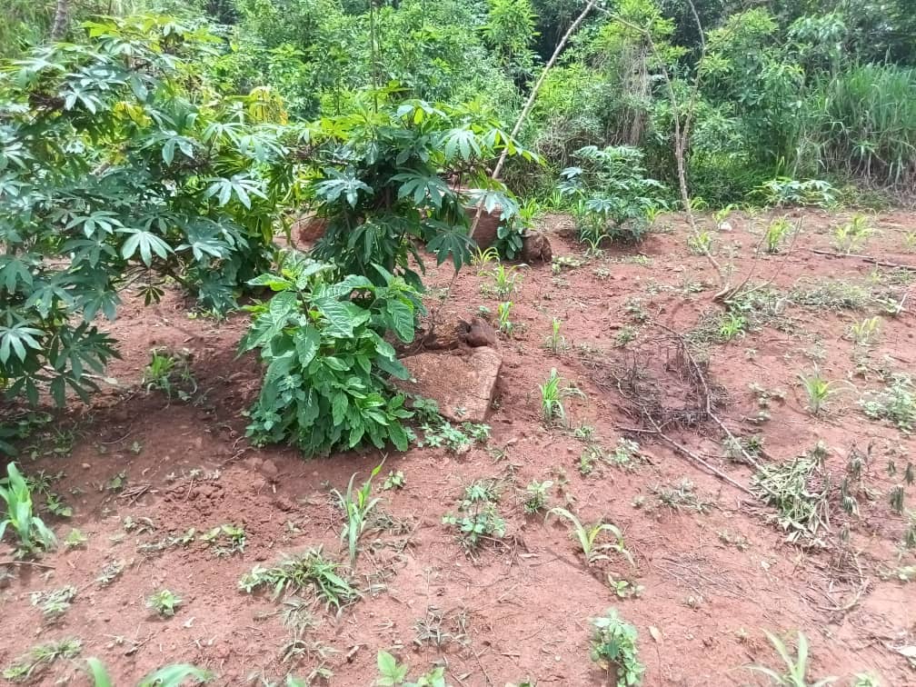 Land property for sell  — photo 4