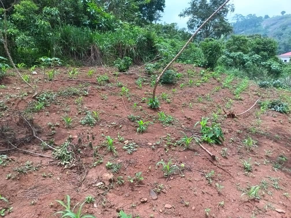 Land property for sell  — photo 5