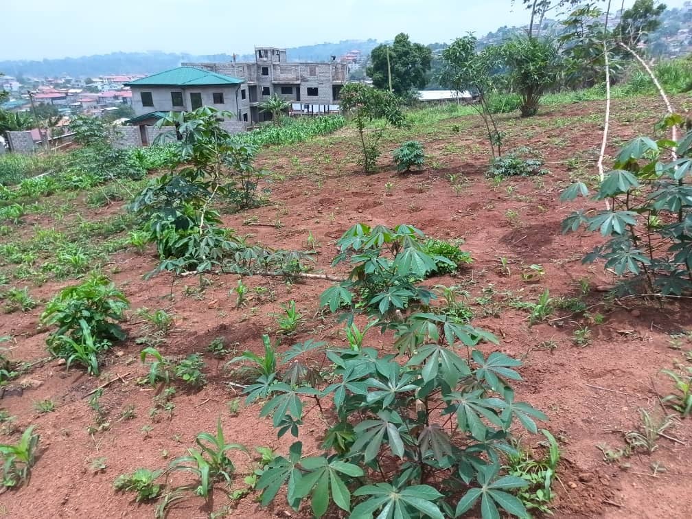 Land property for sell  — photo 7