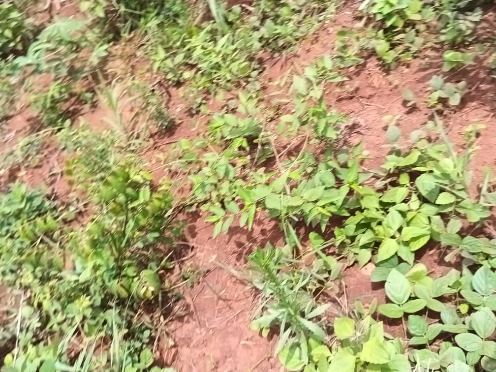 Plot for sell at emana yaounde — photo 7