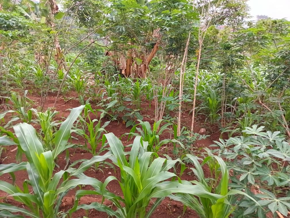 Land property for sell  — photo 4