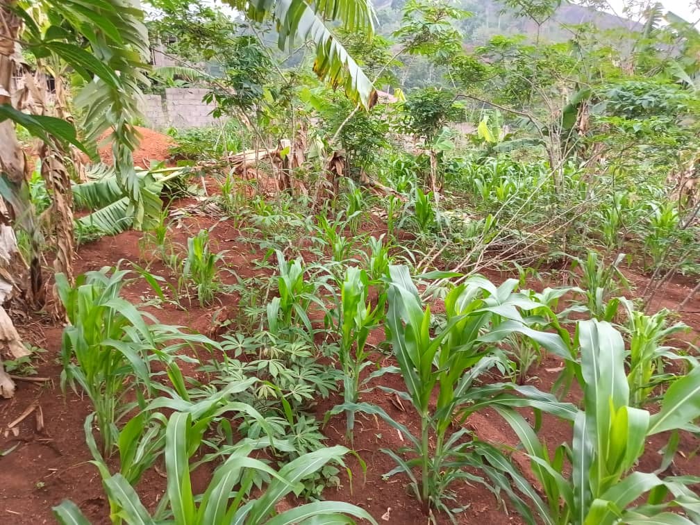 Land property for sell  — photo 5