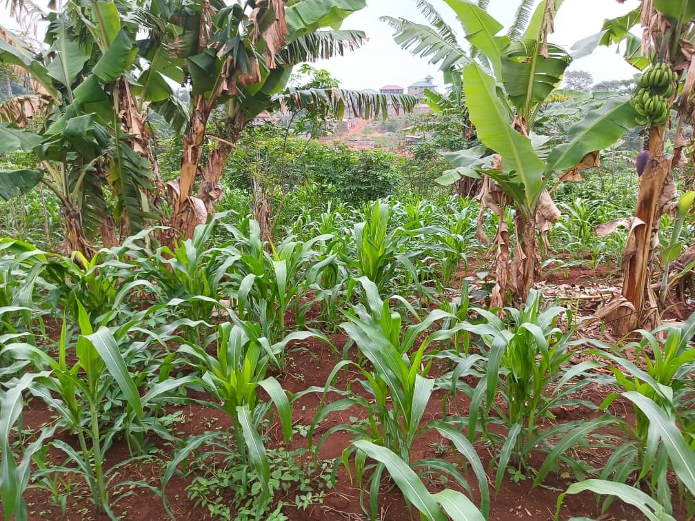 Land property for sell  — photo 6