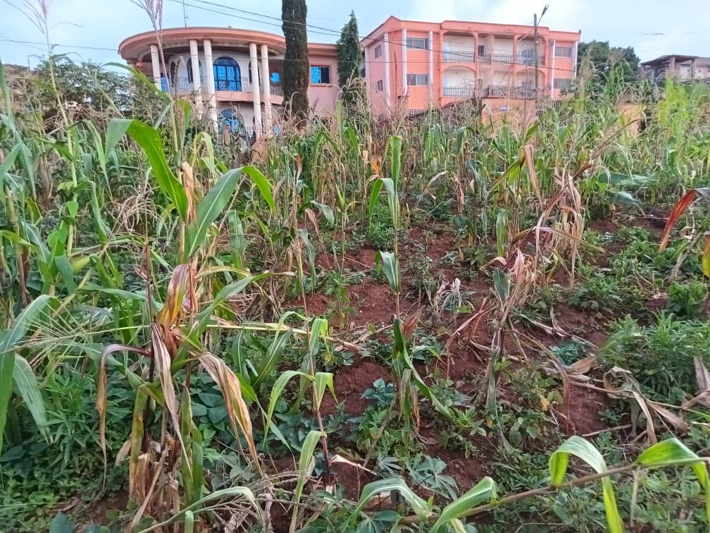 An amazing plot size 1000m2 standing. — photo 2