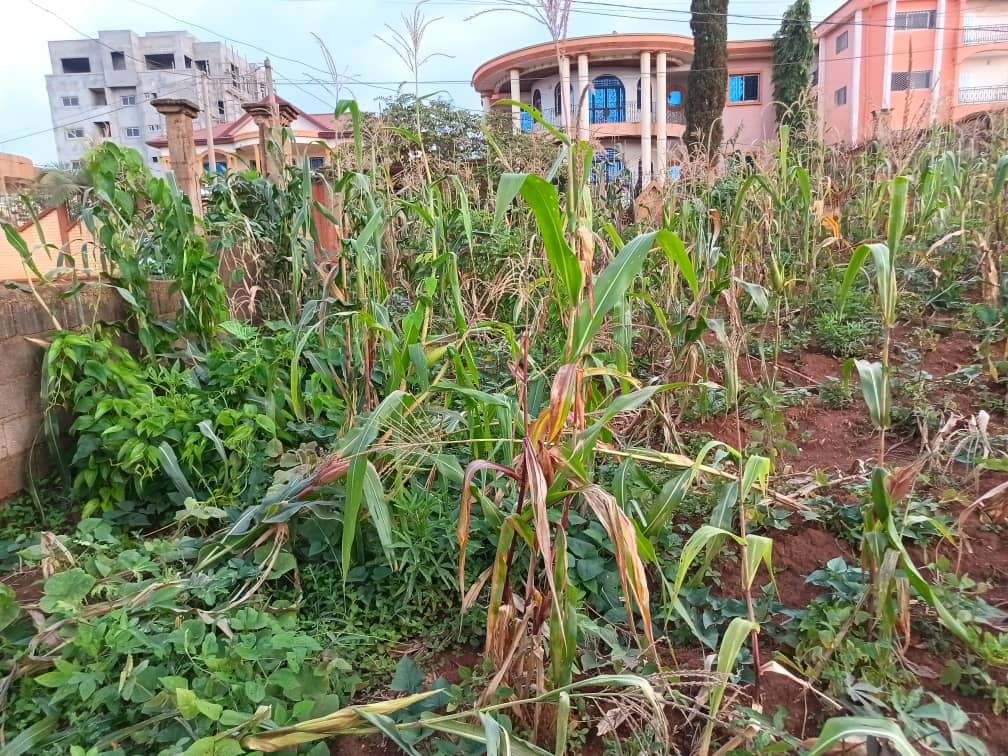 An amazing plot size 1000m2 standing. — photo 3