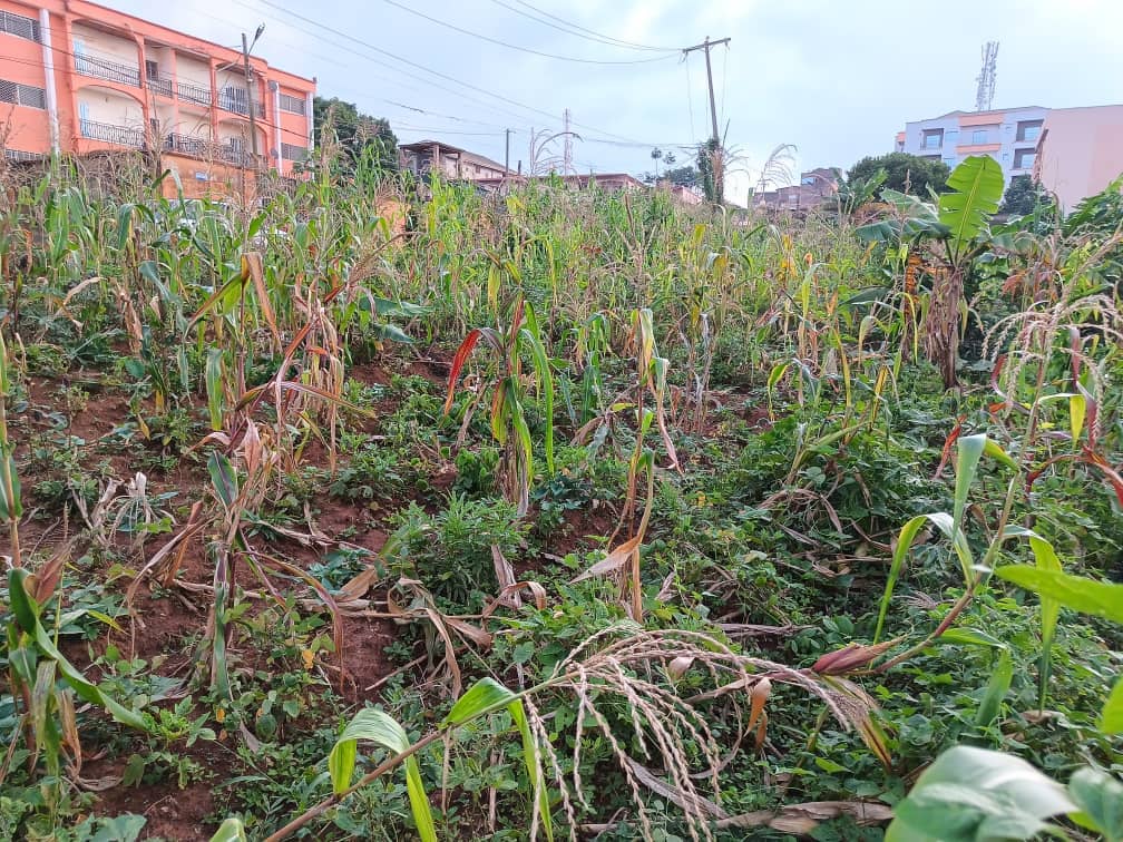 An amazing plot size 1000m2 standing. — photo 4