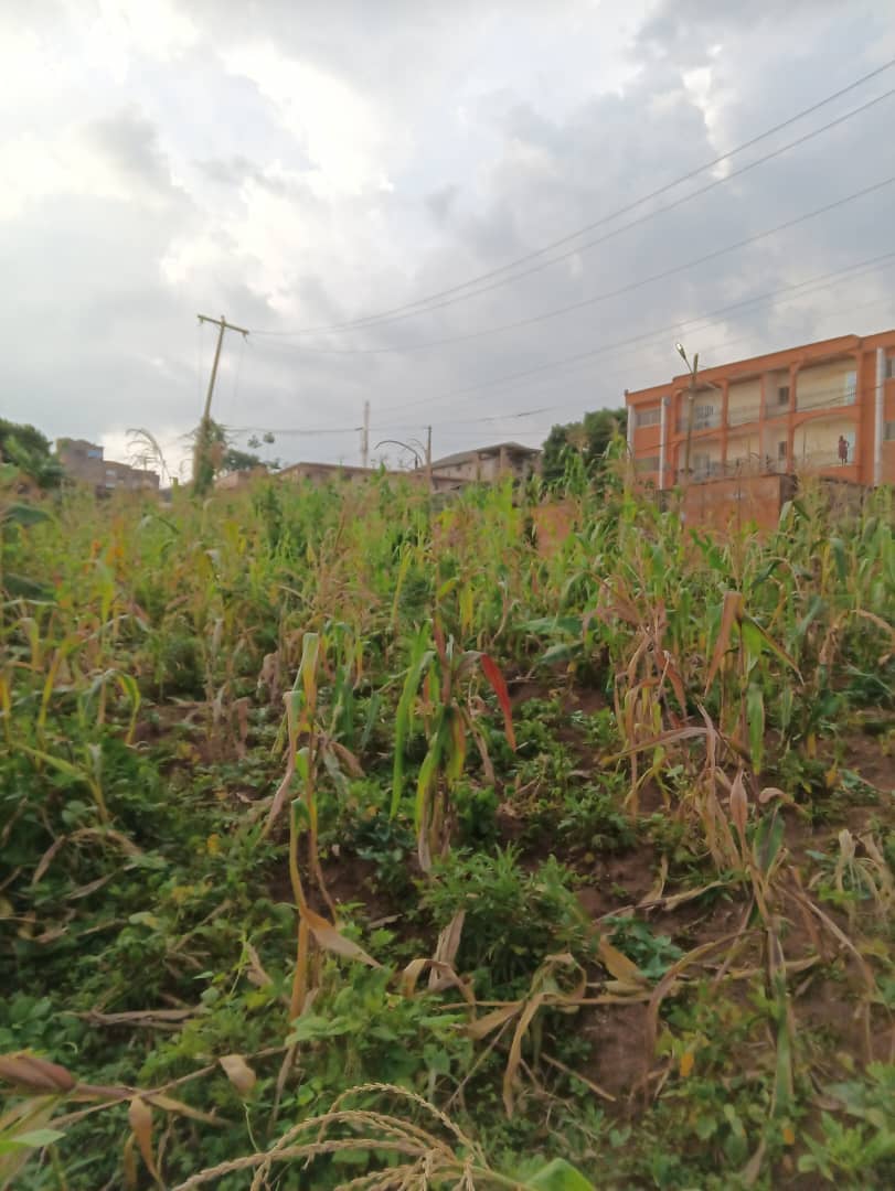 An amazing plot size 1000m2 standing. — photo 5
