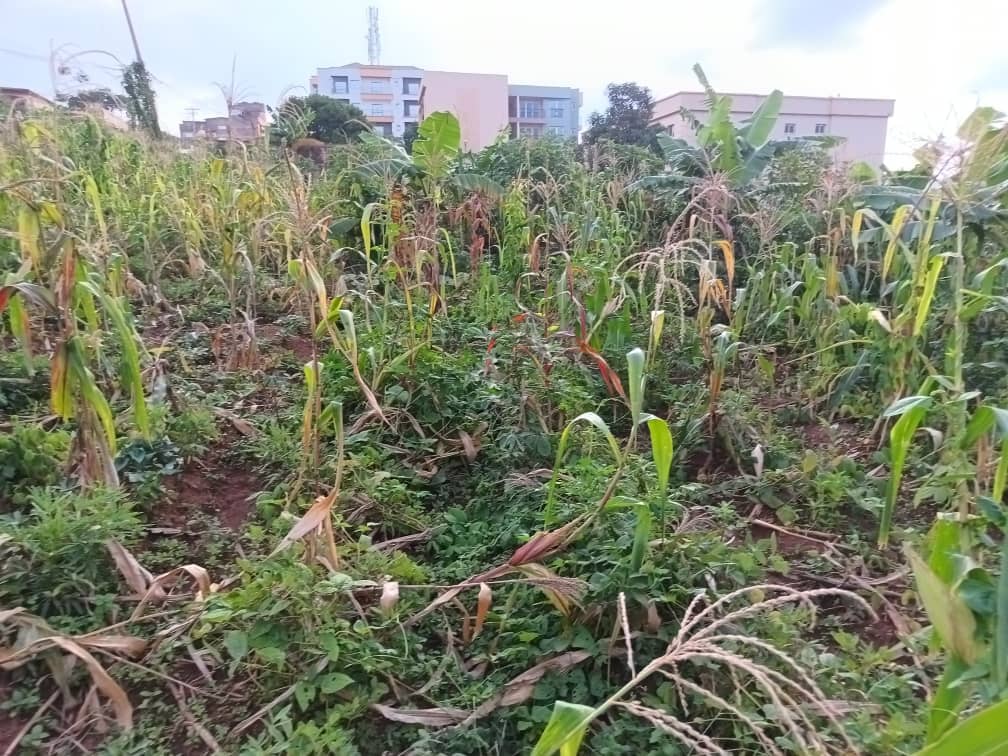 An amazing plot size 1000m2 standing. — photo 6