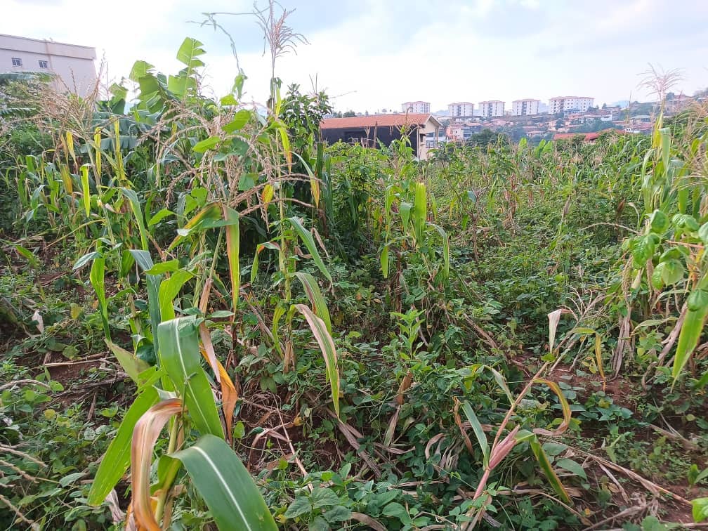 An amazing plot size 1000m2 standing. — photo 7