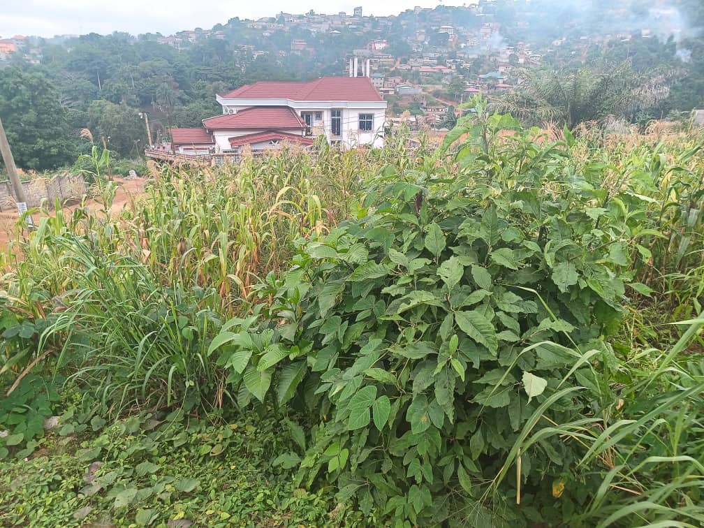 Plot Area, 500m2  — photo 3