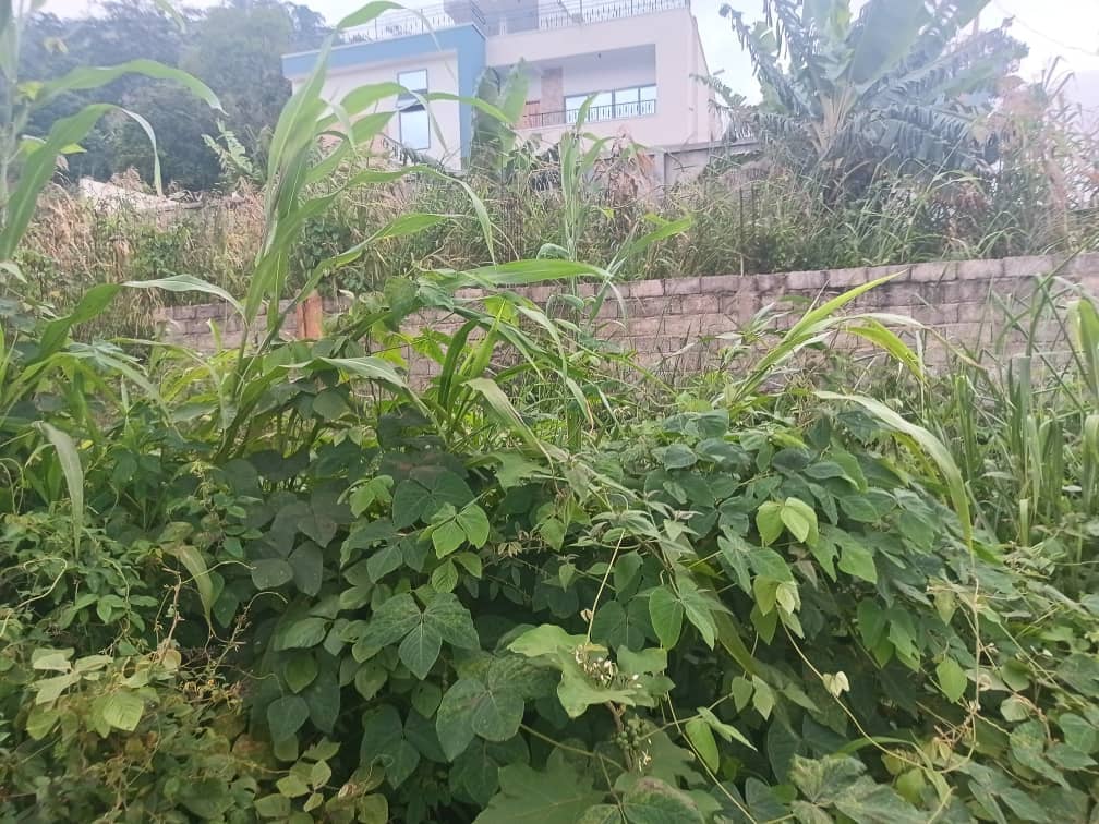 Plot Area, 500m2  — photo 4